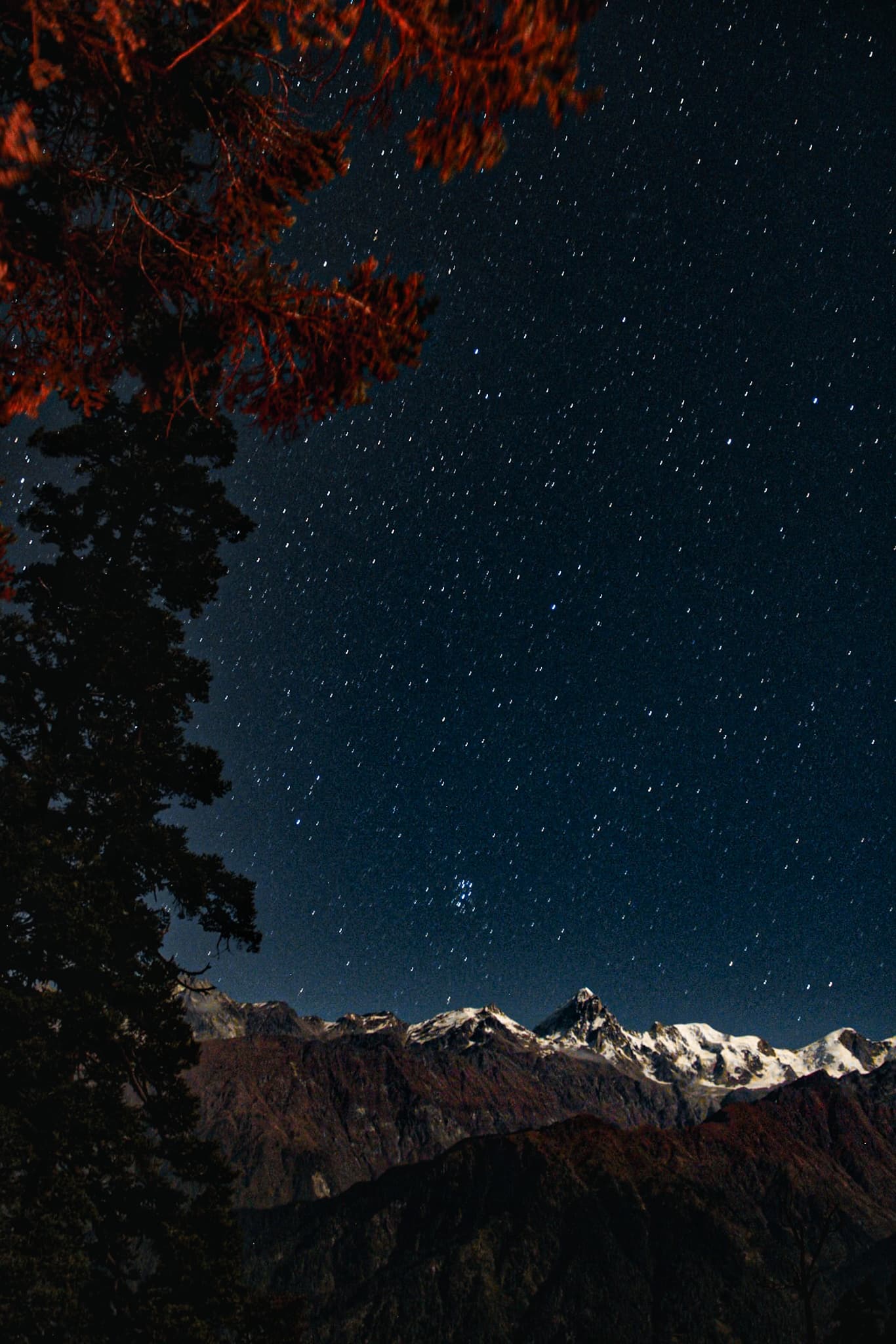 A star-filled night sky above snow-dusted mountain ridges framed by silhouetted conifers