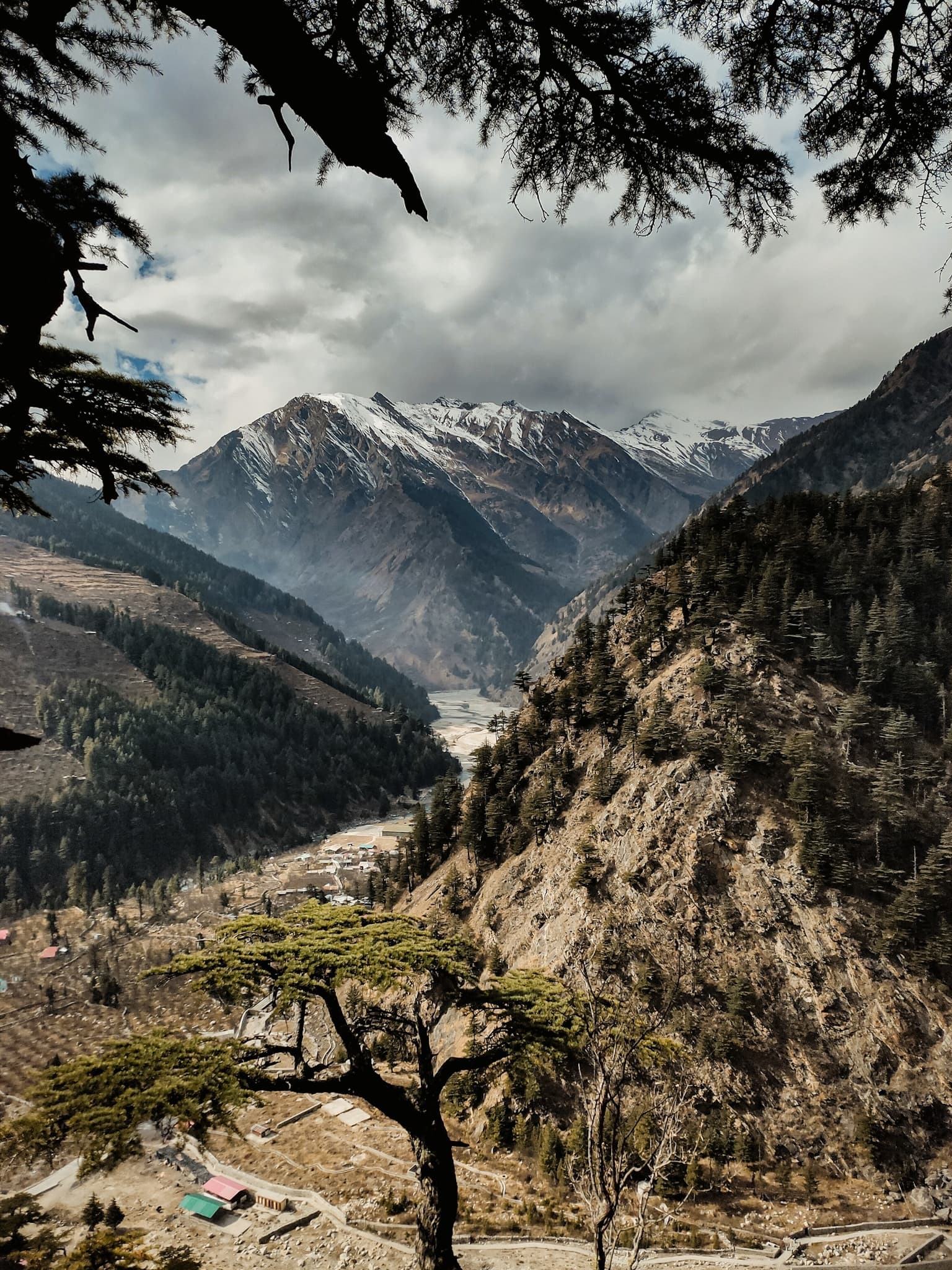 A gnarled deodar tree frames a sweeping view down a forested mountain valley